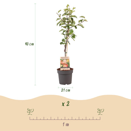 Appelboom - Malus domestica Elstar - Rode groene Appel - Pot 21cm Hoogte 90cm