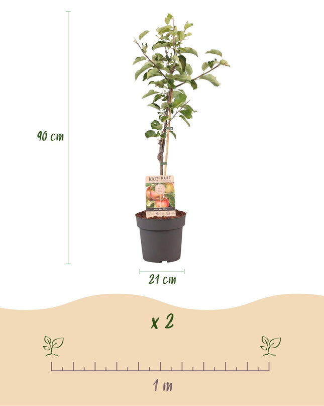 Appelboom - Malus domestica Elstar - Rode groene Appel - Pot 21cm Hoogte 90cm
