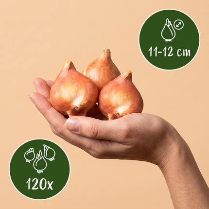 120x Tulipa Sunbath – Tulpe Sunbath – Gelb und Weiß – Frühjahrsblüher – Zwiebelgröße 11/12