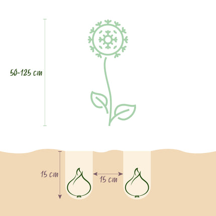 Bloembollen - Bulb Garden Allium mix - Diversen Kleuren - 80 stuks - Gift Verpakking