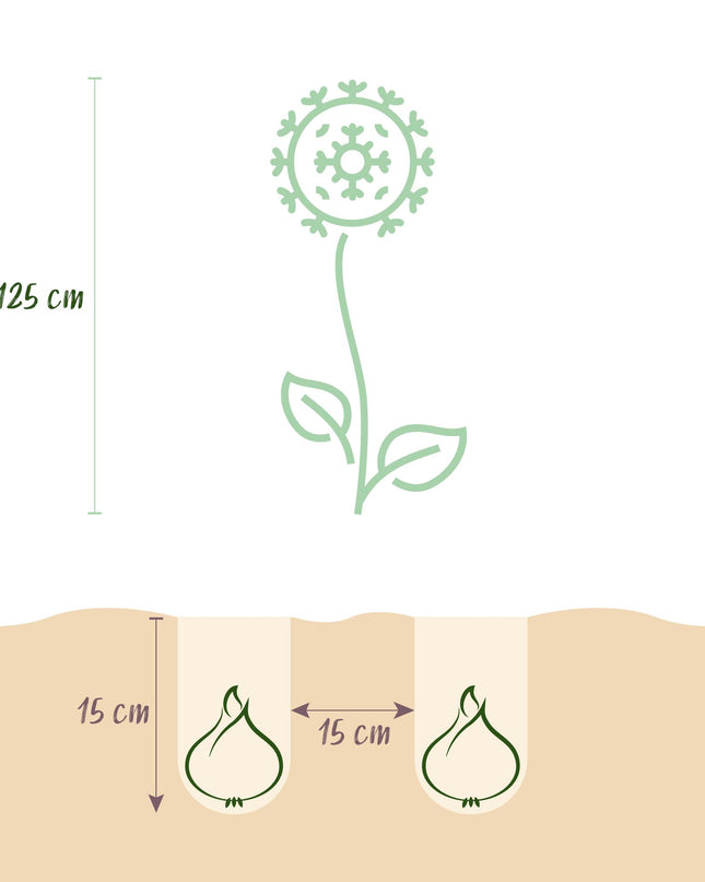 Bloembollen - Bulb Garden Allium mix - Diversen Kleuren - 80 stuks - Gift Verpakking