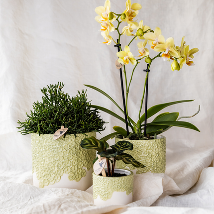 Orchideen-Pflanzset Bloom Green | Gele Albenga Orchidee 9 cm + grüne Pflanzen inkl. Ziergefäße