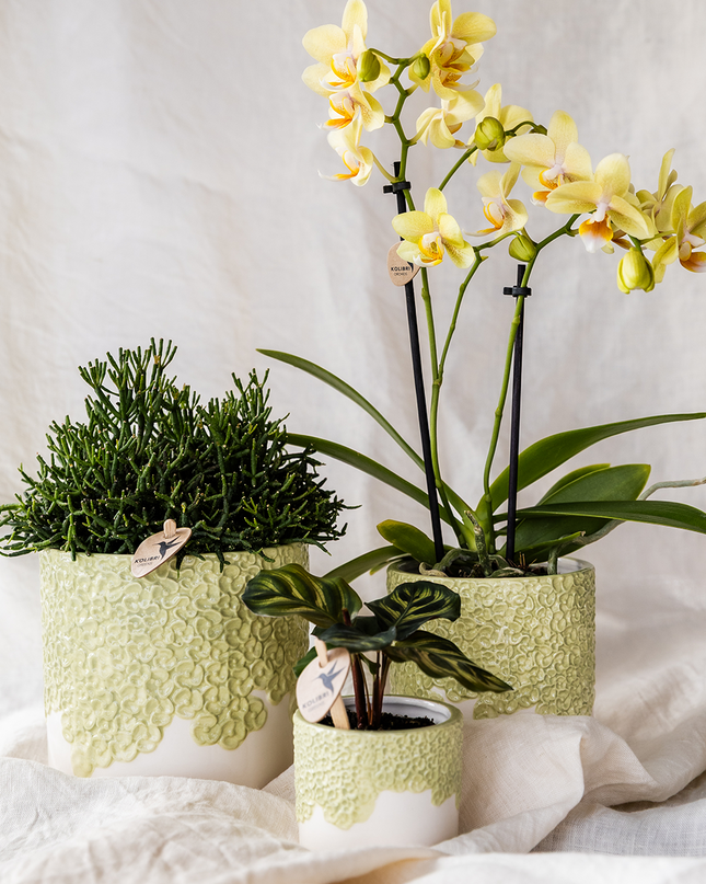 Orchideen-Pflanzset Bloom Green | Gele Albenga Orchidee 9 cm + grüne Pflanzen inkl. Ziergefäße