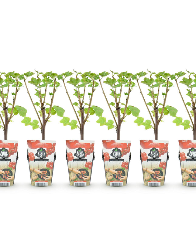 Red Currant Fruit Plants - 6 Plants - Ribes rubrum Jonkheer van Tets - Hardy in Winter - Pot 9 cm