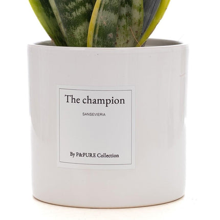 Sansevieria Gift "The Champion" met wenskaart - Ø12cm - ↕30cm