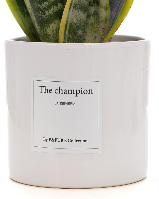 Sansevieria Gift "The Champion" met wenskaart - Ø12cm - ↕30cm