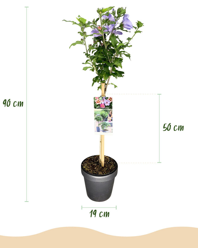 Hibiscus syriacus Tricolour  - Terras Plant - Bladverliezend - Winterhard - Witte, Roze, Paarse Bloem - Pot 19cm Hoogte 90cm