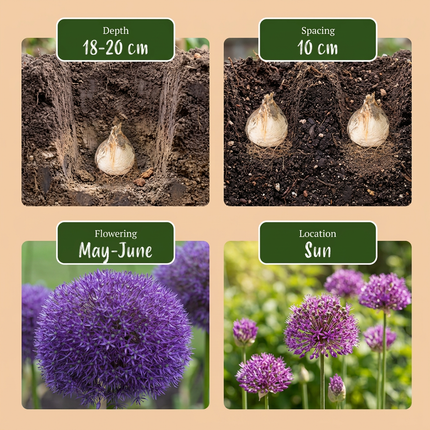 16x Allium Pinball Wizard - Zauberstab-Zierlauch - Violett - Sommerblüher - Zwiebelgröße 18/20