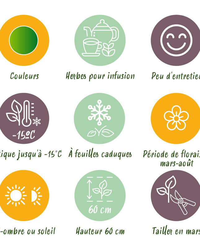 Borderpakket - Thee kruiden - 8 Vaste planten - 1 m2 - Diversen kleuren - Weinig Onderhoud - Pot 11cm