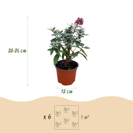 Arbusto de mariposas rojo - 3 plantas - Buddleja davidii Butterfly Candy Little Ruby - Maceta 12cm - Altura 20-25cm