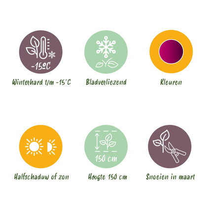 Japanse Esdoorn - 2 planten - Acer palmatum Skeetsers Broom - Paars - Bladverliezend - Pot 19cm Hoogte 70cm