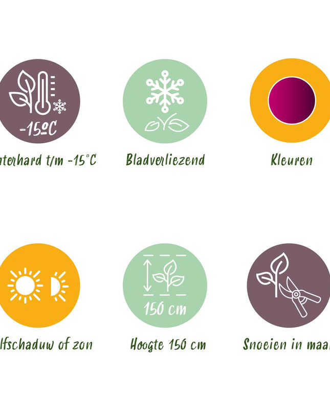 Japanse Esdoorn - 2 planten - Acer palmatum Skeetsers Broom - Paars - Bladverliezend - Pot 19cm Hoogte 70cm