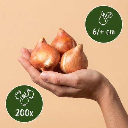 200x Tulipa Klein Schoon - Tulipe Little Beauty - Rose - Floraison printanière - Calibre du bulbe 6/+