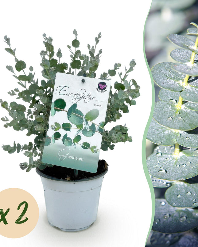 Eucalyptus boom - Eucalyptus gunni  - Grijs - 2 Planten - Winterhard - Pot 14cm Hoogte 30cm