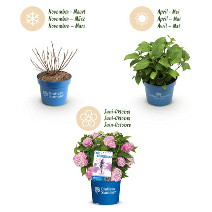 Hortensia Roze -  Hydrangea Endles Summer The Original Pink - 8 Planten - Pot 14cm -Hoogte 20-25cm