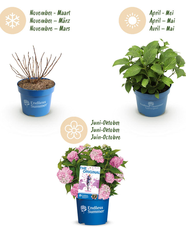 Hortensia Roze -  Hydrangea Endles Summer The Original Pink - 8 Planten - Pot 14cm -Hoogte 20-25cm