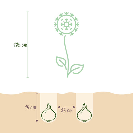 Bloembollen - Allium Mount Everest - Kleur Wit - 3 stuks - Bolmaat 16/18 - XXL Pack