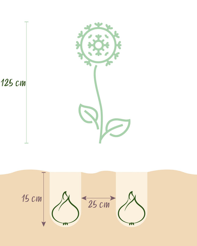Bloembollen - Allium Mount Everest - Kleur Wit - 3 stuks - Bolmaat 16/18 - XXL Pack