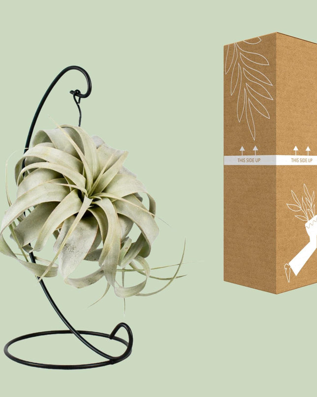 Tillandsia King Xero - Ø12cm - ↕23cm