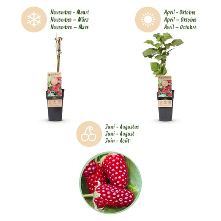 Braamboos - Brombeere Dornenlos Loganbeere - Winterhart - Rote Frucht - 2 Pflanzen - Topf 15cm - Höhe 50cm