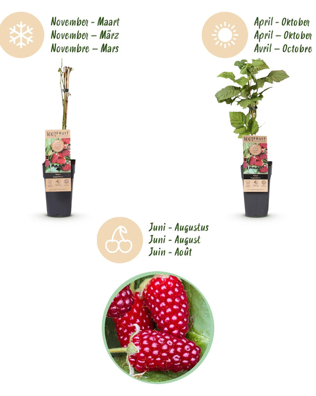 Braamboos - Brombeere Dornenlos Loganbeere - Winterhart - Rote Frucht - 2 Pflanzen - Topf 15cm - Höhe 50cm