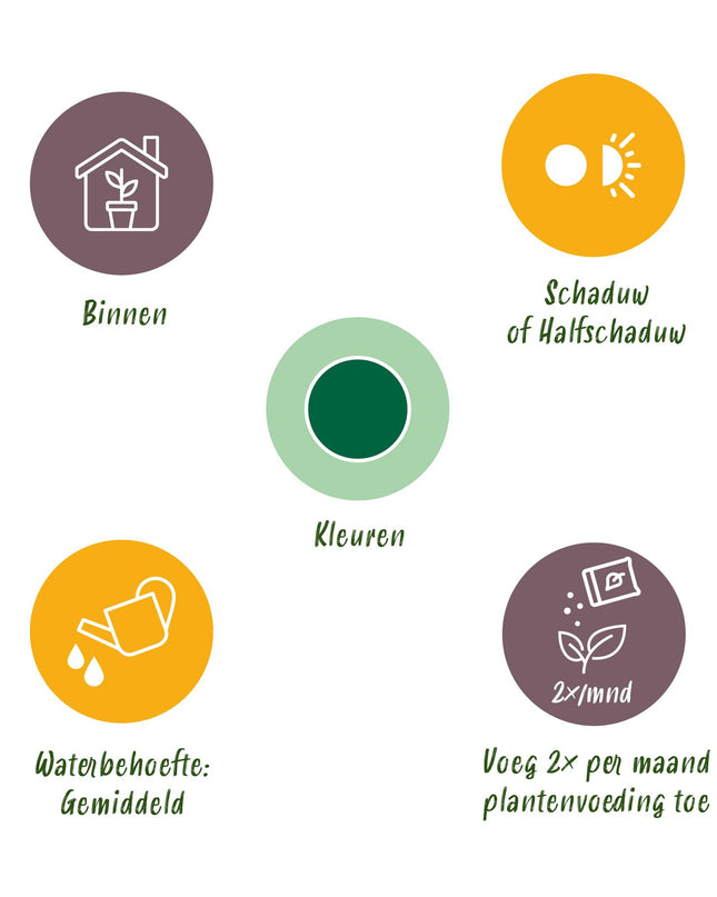 Yucca elephantipes - 2 pezzi - Vaso 21cm - Altezza 100cm