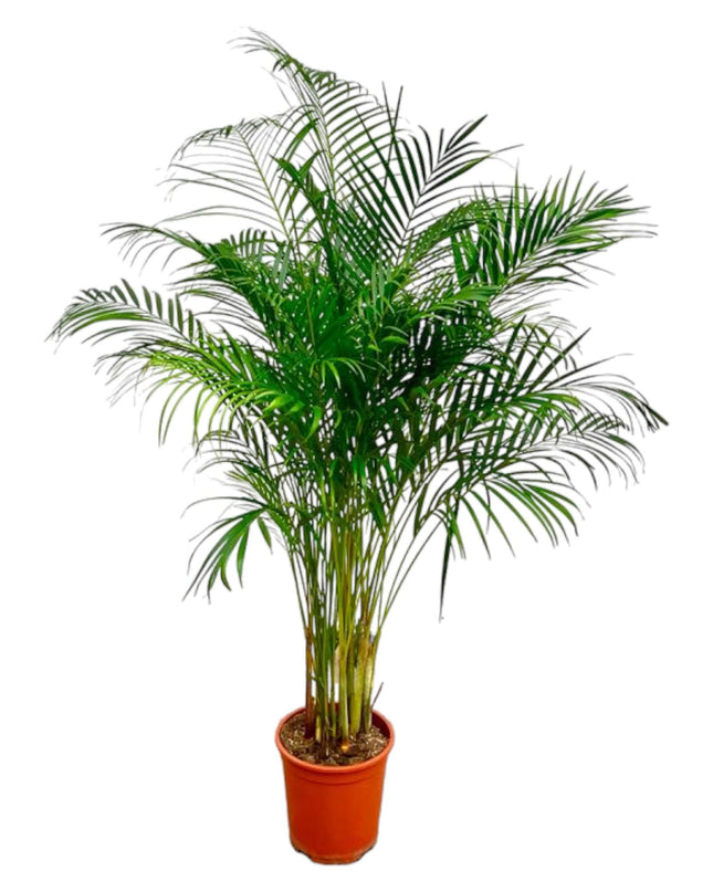 Areca Palm (Dypsis Lutescens) - 160 cm - ø27