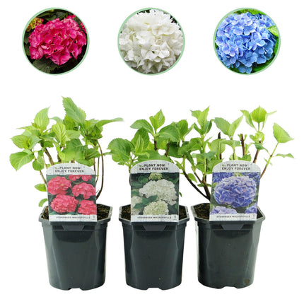 Hortensia - Hydrangea macrophylla Tricolour - Bloem Blauw, Roze en Wit  - 3 Planten - Bladverliezend - Weinig Onderhoud - Pot 17cm Hoogte 30cm