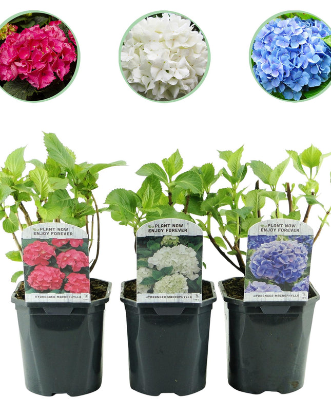 Hortensia - Hydrangea macrophylla Tricolour - Bloem Blauw, Roze en Wit  - 3 Planten - Bladverliezend - Weinig Onderhoud - Pot 17cm Hoogte 30cm
