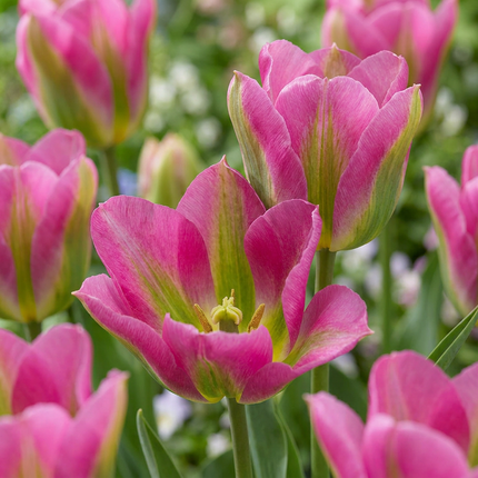 24x Tulipa Strawberry Lemonade - Strawberry Lemonade tulip - Miscellaneous - Spring bloomer - Bulb size 11/12