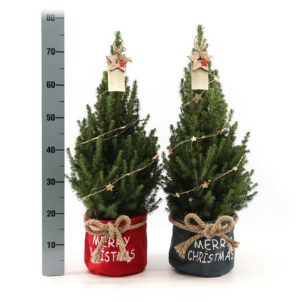 Kleine Kerstboom in Xmas Bag blauw + met lichtjes incl. batterijen - 70 cm - Picea Glauca Conica
