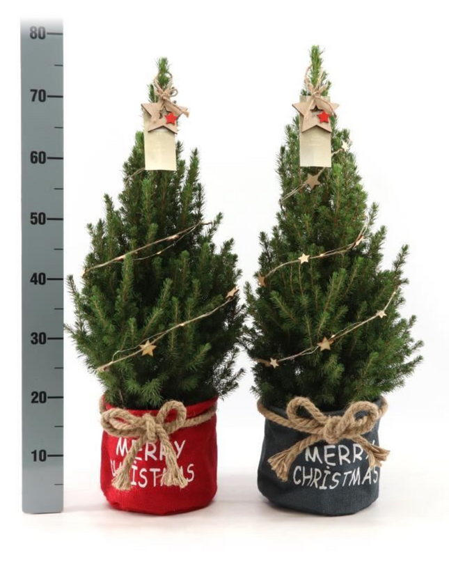 Kleine Kerstboom in Xmas Bag blauw + met lichtjes incl. batterijen - 70 cm - Picea Glauca Conica