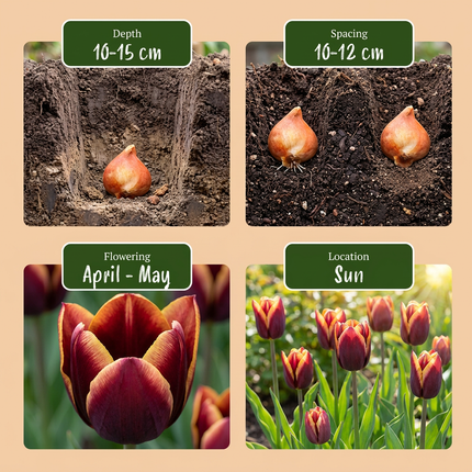 120x Tulipa My Favourite Topping – Tulpe My Favourite Topping – Verschiedene – Frühjahrsblüher – Zwiebelgröße 11/12