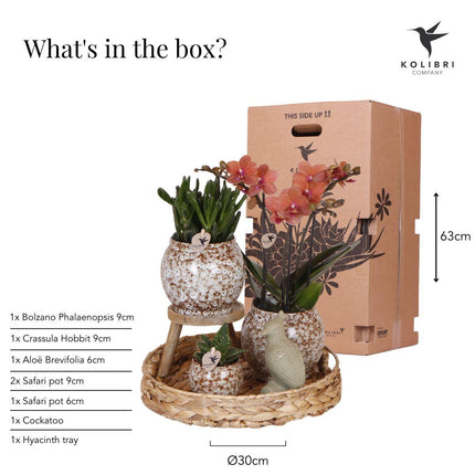 Kolibri Company | Coffret cadeau Nature Indomptée | Ensemble de plantes avec orchidée Phalaenopsis rouge et succulentes incluant des pots décoratifs en céramique