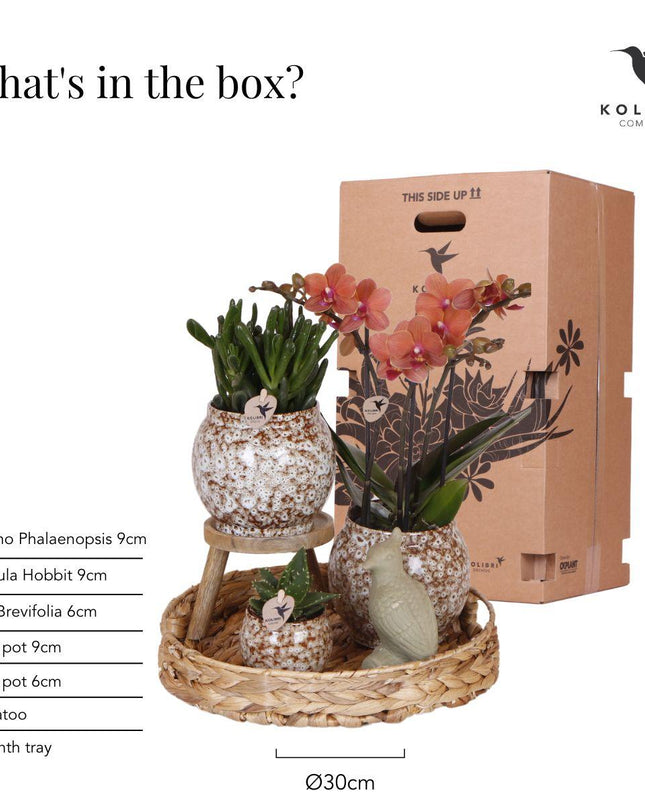 Kolibri Company | Gift set Untamed Nature | Plantenset met rode Phalaenopsis Orchidee en Succulenten incl. keramieken sierpotten