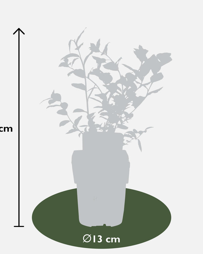 Vaccinium corymbosum 'Reka' - Blauwe bes - Ø13cm - ↕45cm