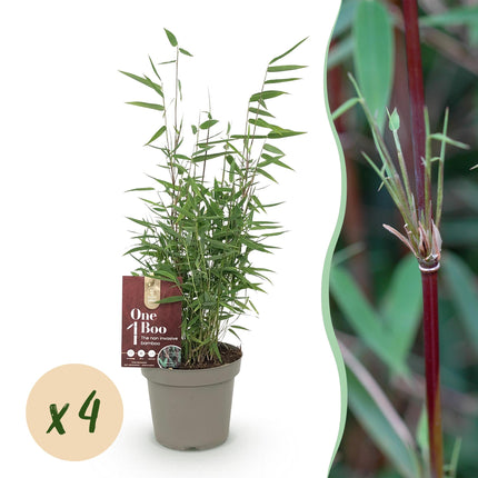 Bambou - Fargesia Red Dragon - Vert - 4 Plantes - Persistant - Non envahissant - Pot 14cm Hauteur 35cm
