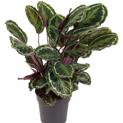 Calathea Medallion - 80 cm - Ø24 cm