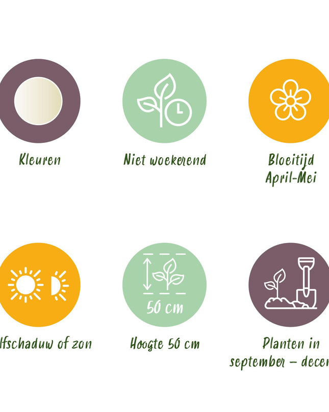 Bloembollen - Tulp Triumph White - Kleur Wit - 15 stuks - Bolmaat 11/12 - XXL Pack