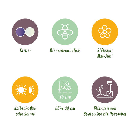 Bloembollen - Camassia Leichtlinii Mix - Kleur Paars en Wit - 5 stuks - Bolmaat 12/14 - XXL Pack