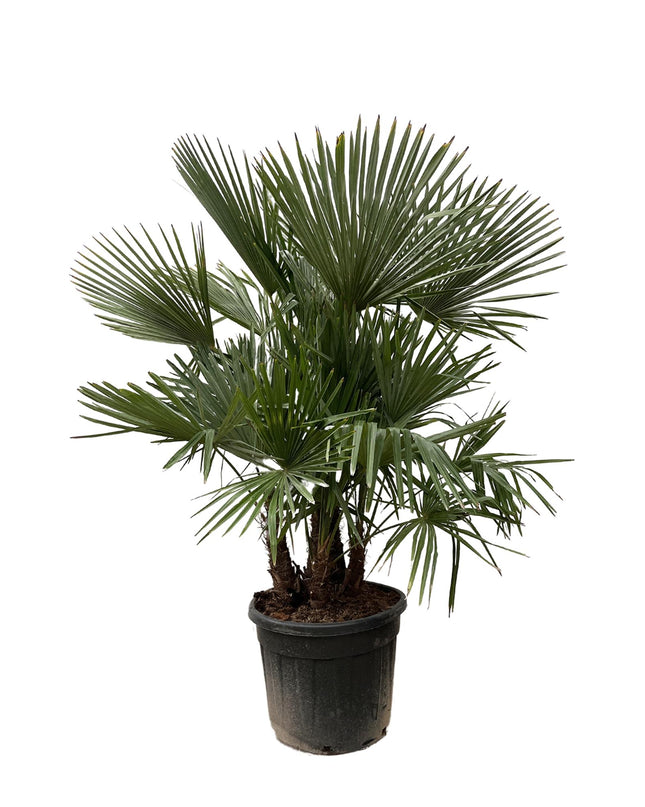 Trachycarpus multi stam - 230cm- Ø50