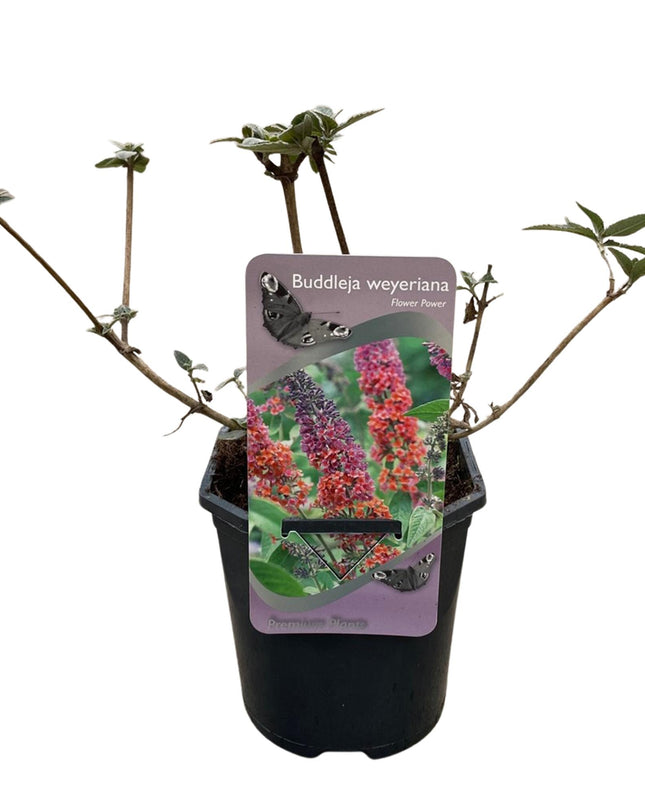 Vlinderstruik - Buddleja davidii Flower Power - Bloem Oranje Paars - 1 Plant - Bladverliezend - Vlinderlokkend -  Pot 17cm Hoogte 30cm