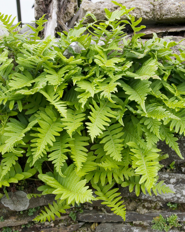60x Polypodium vulgare - ↕10-25cm - Ø9cm