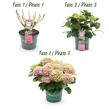 Hortensia -Roze  Hydrangea Magical Jewel Pink  - 2 Planten - Pot 23cm Hoogte 55cm