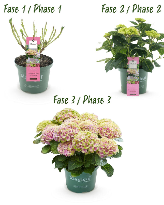 Hortensia -Roze  Hydrangea Magical Jewel Pink  - 2 Planten - Pot 23cm Hoogte 55cm