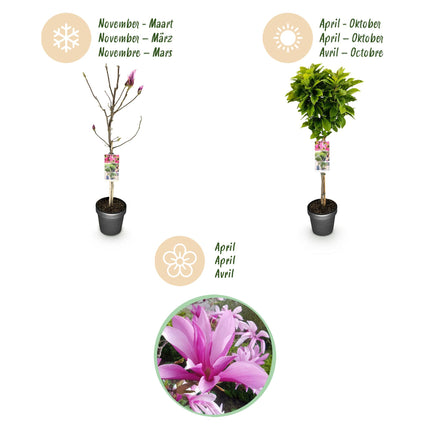 Magnolia Susan – Terrassenpflanze – sommergrün – winterhart – rosa Blüte – Topf 19cm Höhe 90cm