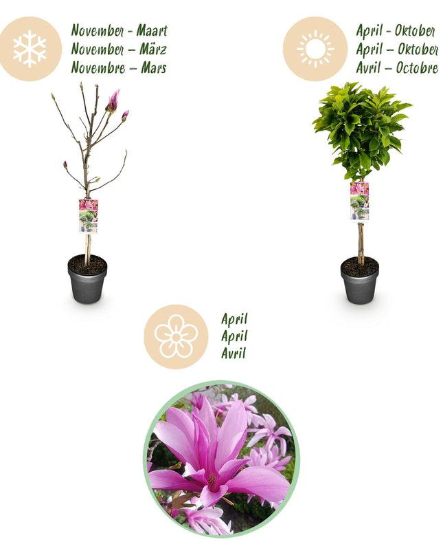Magnolia Susan – Terrassenpflanze – sommergrün – winterhart – rosa Blüte – Topf 19cm Höhe 90cm