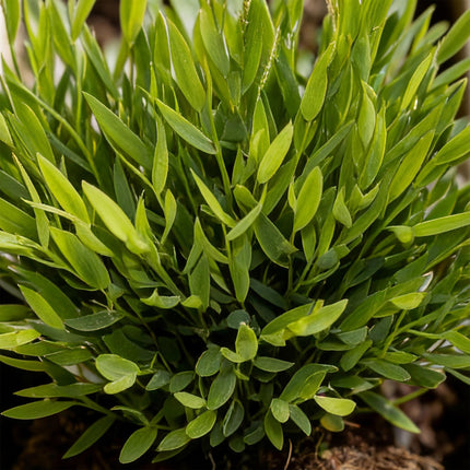 Bamusa Pogonatherum Monica - Hierba de Bambú - 4 Plantas - con Maceta Gris - Maceta 12cm - Altura 20cm