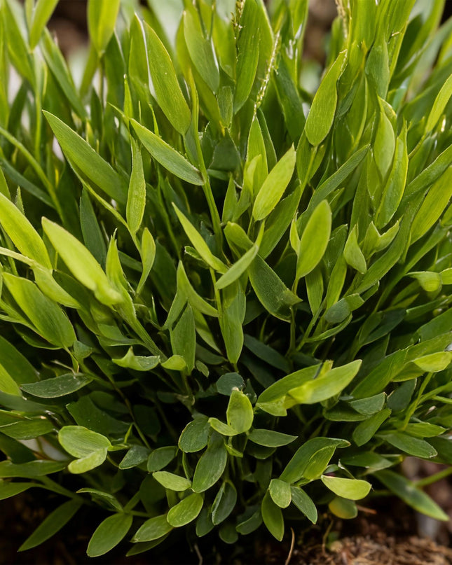 Bamusa Pogonatherum Monica - Hierba de Bambú - 4 Plantas - con Maceta Gris - Maceta 12cm - Altura 20cm