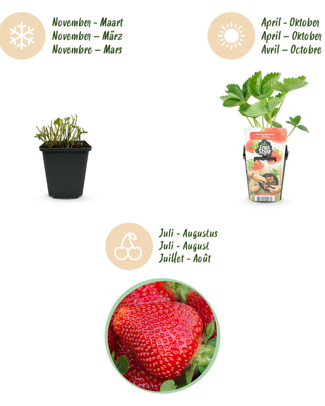 Piantine di Fragola - 6 Piantine - Fragaria Maxim - Resistenti all'Inverno - Vaso 9 cm - Fragola Rossa